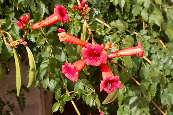 3 graines de Bignone, Campsis radicans, Trompette de Virginie, Jasmin de Virginie, Jasmin-trompette, Trompette de Jéricho