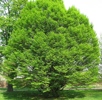 5 Graines de Charme Commun, Carpinus betulus, Charme