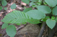 3 Graines de Charme de Caroline, Carpinus caroliniana