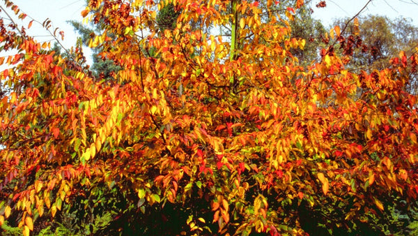 5 Graines de Carpinus henryana