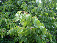 3 Graines de Carpinus Orientalis, Charme d'Orient