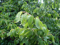 5 Graines de Carpinus Orientalis, Charme d'Orient