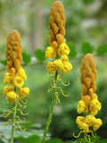 5 Graines de Dartrier, Cassia Alata, Senna Alata, Casse Ailé