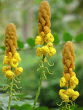 10 Graines de Dartrier, Cassia Alata, Senna Alata, Casse Ailé