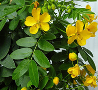 10 Graines de Senna corymbosa, Cassia Corymbosa, Séné, Cassier