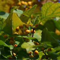 7 Graines de Celastrus orbiculatus, Bourreau des arbres