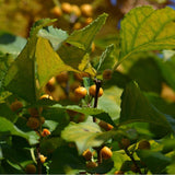 3 Graines de Celastrus orbiculatus, Bourreau des arbres