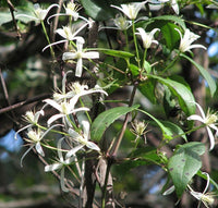 10 Graines de Clematis aristata, Clématite d'Australie