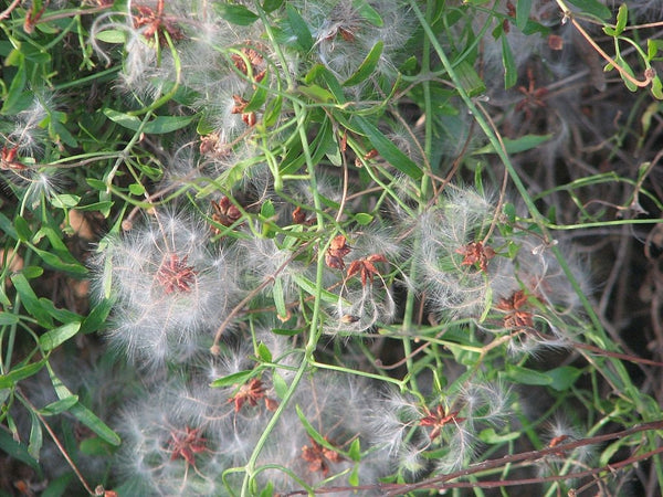 7 Graines de Clematis microphylla, Clématite à petites feuilles