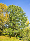 3 Graines de Frêne blanc, Fraxinus americana, Frêne d'Amérique, Franc Frêne