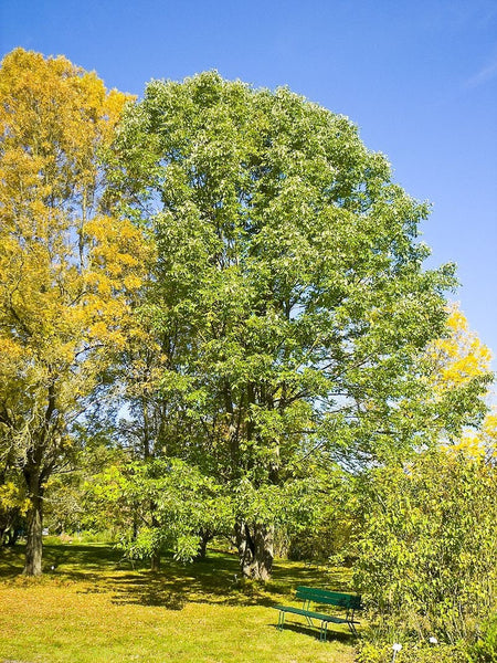 7 Graines de Frêne blanc, Fraxinus americana, Frêne d'Amérique, Franc Frêne