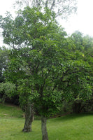 5 Graines de Frêne de Chine, Fraxinus chinensis, Frêne de Chine