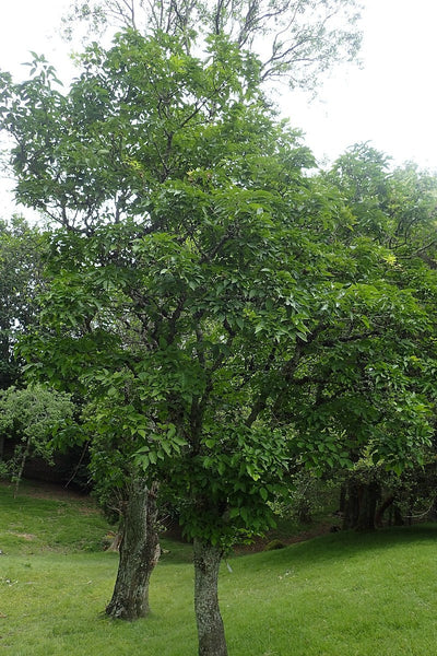 5 Graines de Frêne de Chine, Fraxinus chinensis, Frêne de Chine