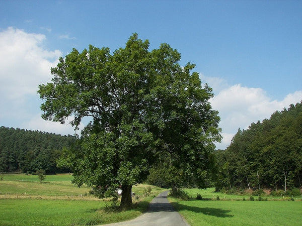 5 Graines de Frêne élevé, Frêne Commun, Fraxinus excelsior