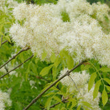 3 Graines de Frêne à fleurs, Fraxinus ornus, Frêne à manne, Frêne orne