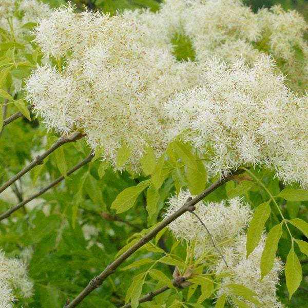 3 Graines de Frêne à fleurs, Fraxinus ornus, Frêne à manne, Frêne orne