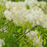 5 Graines de Frêne à fleurs, Fraxinus ornus, Frêne à manne, Frêne orne