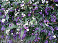 7 Graines de Hardenbergia violacea, Glycine australienne, Salsepareille australienne