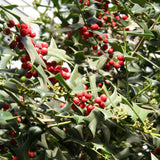 10 Graines de Ilex cornuta, Houx