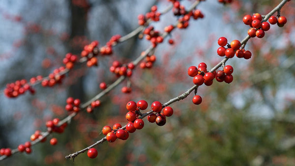 3 Graines de Ilex decidua, houx des prés, houx à feuilles caduques, houx des marais