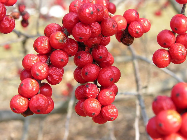 7 Graines de Ilex verticillata, Houx verticillé