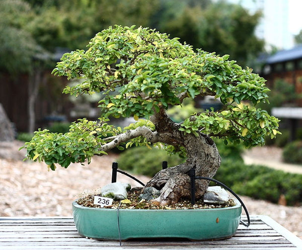 3 Graines de Troène du Japon, Ligustrum japonicum