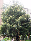 3 Graines de Troène luisant, Troène de Chine, Ligustrum lucidum