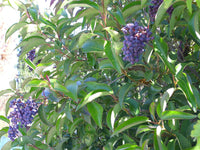 3 Graines de Troène luisant, Troène de Chine, Ligustrum lucidum