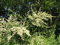 10 Graines de Troène feuilleté, Ligustrum quihoui