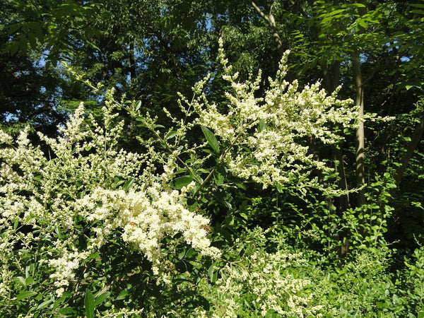 5 Graines de Troène feuilleté, Ligustrum quihoui