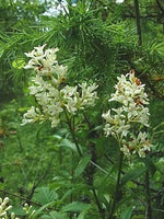 5 Graines de Troène commun, Troène d'Europe, Ligustrum vulgare