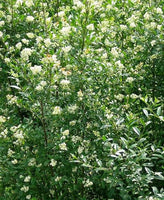 7 Graines de Troène commun, Troène d'Europe, Ligustrum vulgare