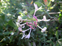 7 Graines de Chèvrefeuille des Baléares, Lonicera implexa