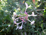 7 Graines de Chèvrefeuille des Baléares, Lonicera implexa