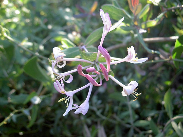 3 Graines de Chèvrefeuille des Baléares, Lonicera implexa