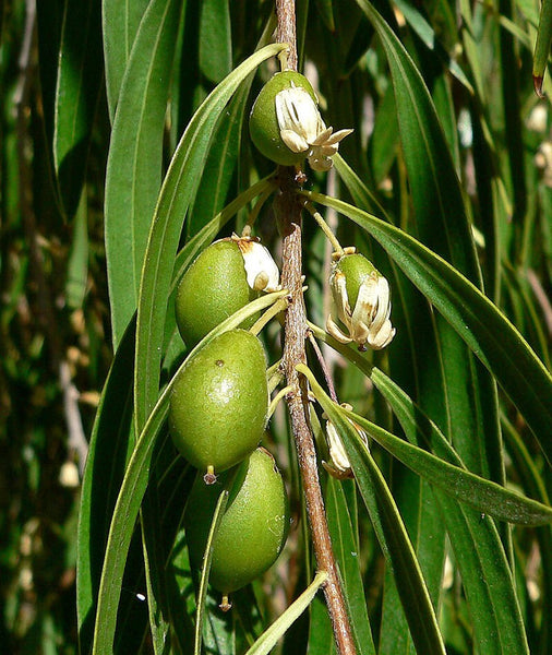 10 Graines de pittosporum pleureur, pittosporum de saule, Pittosporum phillyreoides