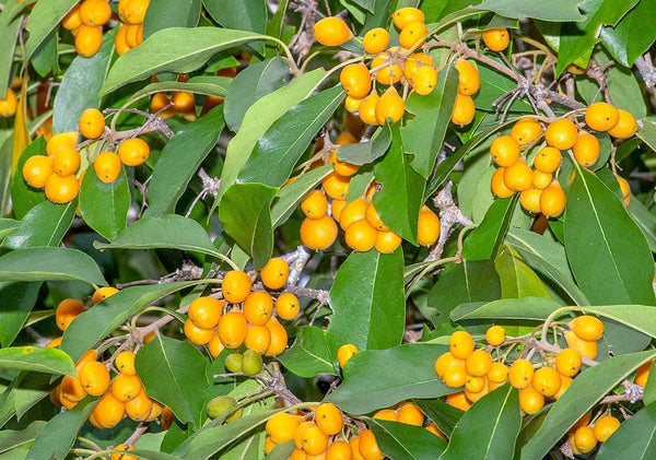 10 Graines de Pittosporum rhombifolium, Auranticarpa rhombifolia