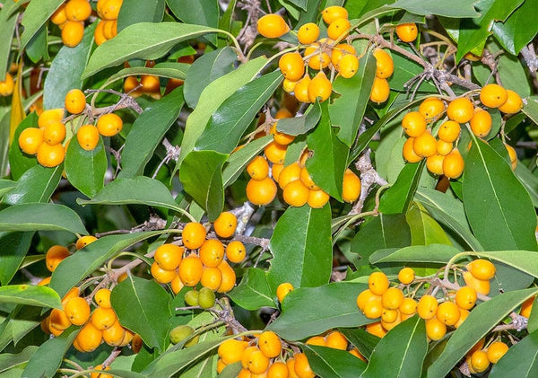 7 Graines de Pittosporum rhombifolium, Auranticarpa rhombifolia