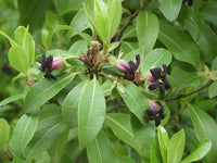 10 Graines de Pittosporum tenuifolium, Pittospore à petites feuilles