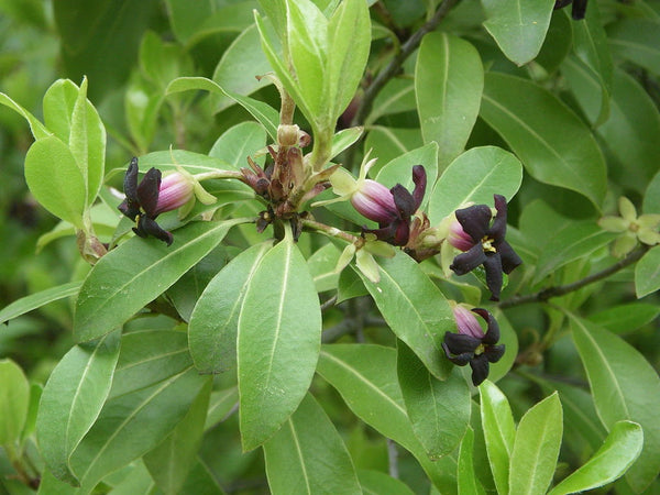 3 Graines de Pittosporum tenuifolium, Pittospore à petites feuilles