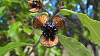 3 Graines de Pittosporum tenuifolium, Pittospore à petites feuilles