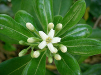 5 Graines de Pittosporum tobira, Pittospore du Japon