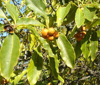 3 Graines de Pittosporum undulatum, pittosporum sucré