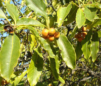 10 Graines de Pittosporum undulatum, pittosporum sucré