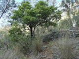 10 Graines de Pittosporum undulatum, pittosporum sucré