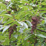 5 Graines de Sumac de Potanin, Rhus potaninii