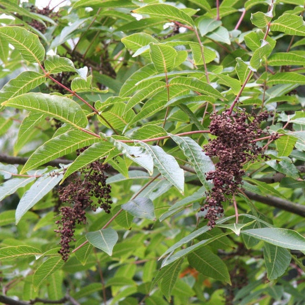 5 Graines de Sumac de Potanin, Rhus potaninii