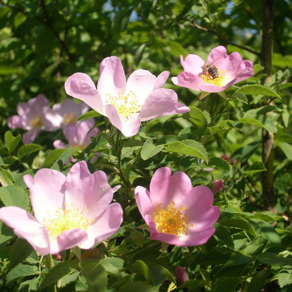 5 Graines d'Eglantier, Rosier des chiens, Rosa canina inermis