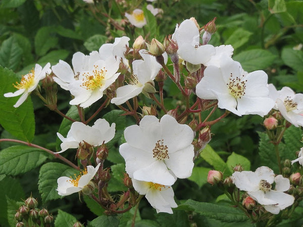 3 Graines de Rosier multiflore, Rosa multiflora