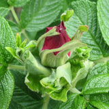 3 Graines de Rosier rugueux rouge, Rosa rugosa var. rubra